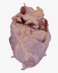Rib, HD Png Download, Transparent PNG