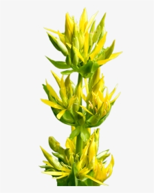 Great Yellow Gentian - Bud, HD Png Download, Transparent PNG