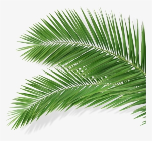 Blue Palm Leaves Png, Transparent Png, Transparent PNG