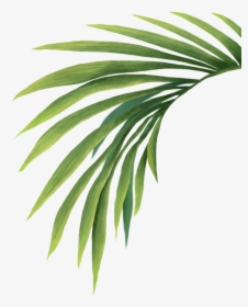Transparent Palm Leaves, HD Png Download, Transparent PNG
