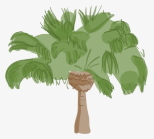 Difference Between King And Queen Palm Trees, HD Png Download, Transparent PNG