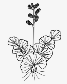 Collection Of Free Wildflower Drawing Jasmine Flower - Wildflower Drawing, HD Png Download, Transparent PNG
