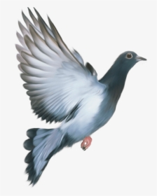 Pigeon Png - Love My India Happy Republic Day, Transparent Png, Transparent PNG