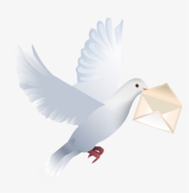 Pigeon Png Free Download - Happy Birthday Wishes With Pigeon, Transparent Png, Transparent PNG