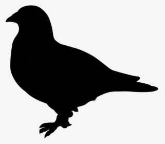 Transparent Pigeon Clipart, Pigeon Png Image - Crow, Png Download, Transparent PNG
