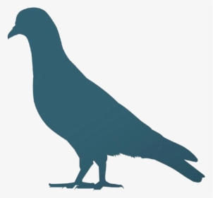 Colorful Pigeon Png, Png Image For Download - Stock Dove, Transparent Png, Transparent PNG