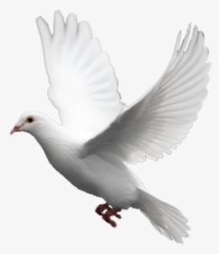 Pigeon Png Free Download - Pigeon Png, Transparent Png, Transparent PNG