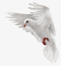 Pigeon Png Free Download - Flying Dove White Png, Transparent Png, Transparent PNG