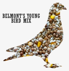 Belmont S Young Bird Pigeon Mix   Title Belmont S Young - Pigeons And Doves, HD Png Download, Transparent PNG