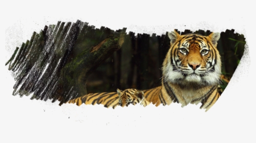 Taronga Zoo, HD Png Download, Transparent PNG