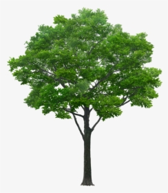 Trees In Elevation For Photoshop, HD Png Download, Transparent PNG