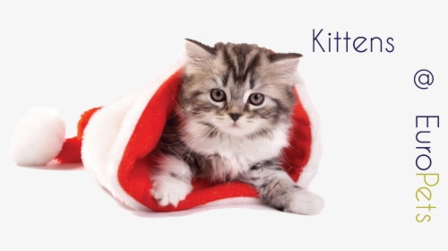 Cat With Xmas Cap , Png Download - Puppy And Kitten Christmas, Transparent Png, Transparent PNG