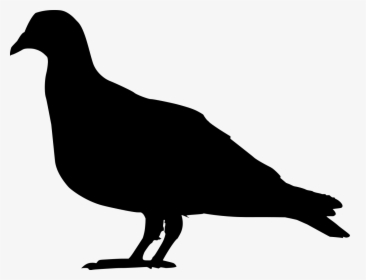 Domestic Pigeon Columbidae Squab Clip Art - Pigeon Silhouette Png, Transparent Png, Transparent PNG
