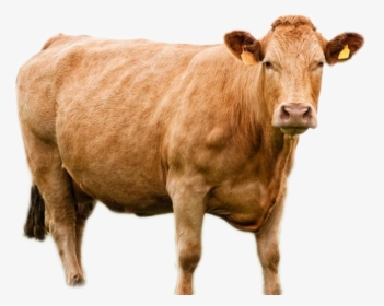 Cow Png Image - Kupon Pembagian Daging Kurban, Transparent Png, Transparent PNG