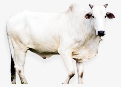 Transparent Animal Nose Png - Dairy Cow, Png Download, Transparent PNG