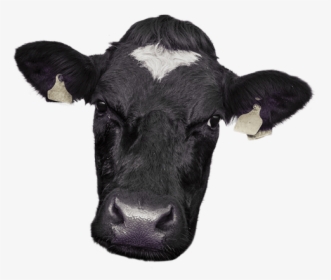 Cow Png Images, Transparent Png, Transparent PNG