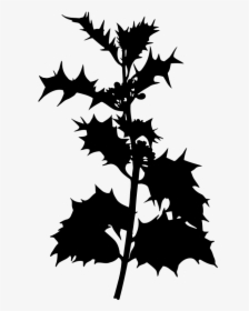 Holly 2 - Holly Plant Clipart, HD Png Download, Transparent PNG