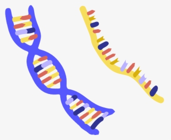 Innovative Genomics Institute Igi - Nucleic Acid Clipart, HD Png Download, Transparent PNG