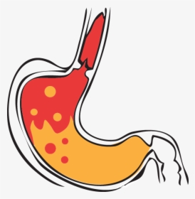 Thumb Image - Stomach Acid Clipart Png, Transparent Png, Transparent PNG