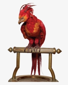 Harry Potter, Fawkes, And Fenix Image - Phoenix Harry Potter, HD Png Download, Transparent PNG