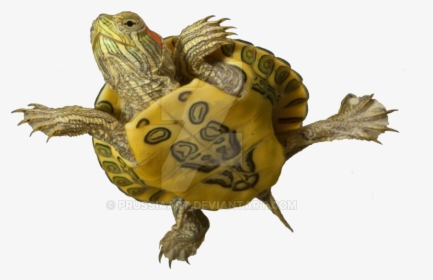 Baby Red Eared Slider Belly, HD Png Download, Transparent PNG