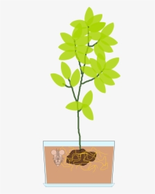 Pflanze Biologie Clipart, HD Png Download, Transparent PNG