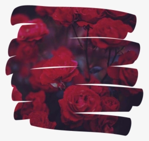 Rose Flower 꽃 Overlay Aesthetic Tumblr Red - Seven Kayne Y Cazzu, HD Png Download, Transparent PNG