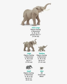 Elephant Size Chart, HD Png Download, Transparent PNG