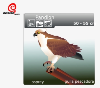 Osprey Clip Art, HD Png Download, Transparent PNG