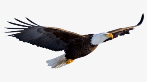 Foto De Aguila Americana - Aguila Png, Transparent Png, Transparent PNG