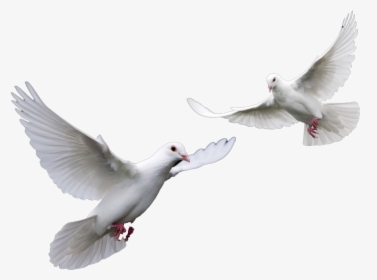 Transparent Clipart Doves For Funeral - Doves Png, Png Download, Transparent PNG