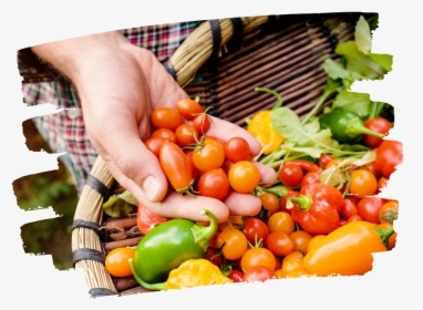 Veggie Basket - Organic Farm Food, HD Png Download, Transparent PNG