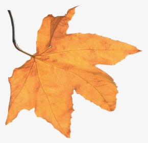Best Autumn Harvest Leaf - Maple Leaf, HD Png Download, Transparent PNG