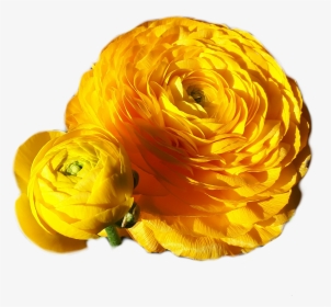 Gorgeous Yellow Gold Flower Plant Photo Pho - Rose, HD Png Download, Transparent PNG