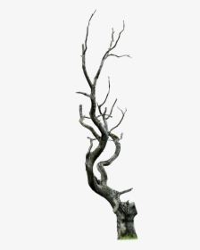Dead Tree Clipart Thorn Tree, HD Png Download, Transparent PNG