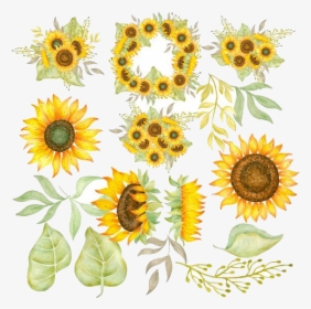 Sunflower Free Clipart Ideas On Images Transparent - Watercolor Sunflower Clipart, HD Png Download, Transparent PNG