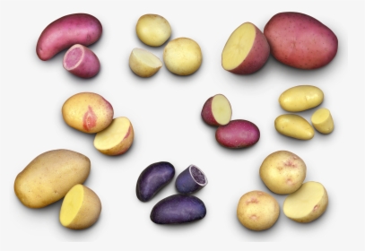 Potatoes Seeds Canada, HD Png Download, Transparent PNG