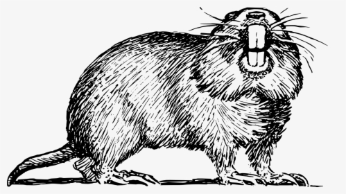 Hole Clipart Gopher - Drawing Of Gopher, HD Png Download, Transparent PNG