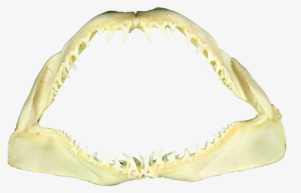 Shark Teeth Png - Shark Jaw Png Transparent, Png Download, Transparent PNG