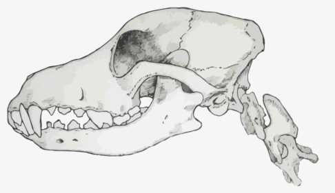 Skull - Transparent Canine Skull, HD Png Download, Transparent PNG