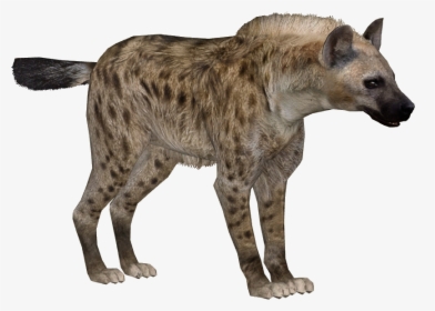 Download Hyena Png Transparent Images Transparent Backgrounds - Zoo Tycoon 2 Hyena, Png Download, Transparent PNG