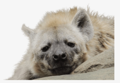 White Hyena, HD Png Download, Transparent PNG