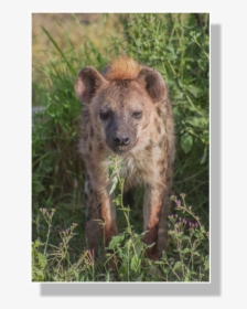 Spotted Hyena Populations Began To Shrink After Roughly - Spotted Hyena, HD Png Download, Transparent PNG