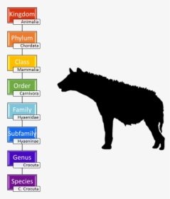 Image - Spotted Hyena Taxonomy, HD Png Download, Transparent PNG