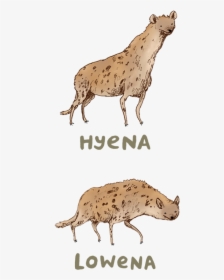 Hyena Lowena, HD Png Download, Transparent PNG