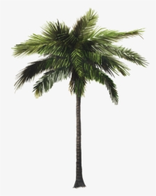Coconut Tree 3d Model, HD Png Download, Transparent PNG