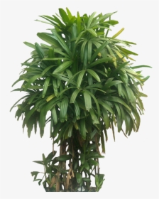 Indoor Plant Bamboo Palm, HD Png Download, Transparent PNG