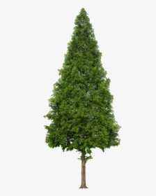 Douglas Fir Tree Png, Transparent Png, Transparent PNG