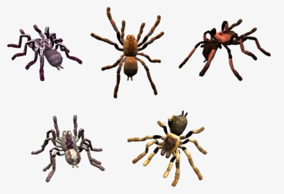 Spider Png Image - Spider, Transparent Png, Transparent PNG