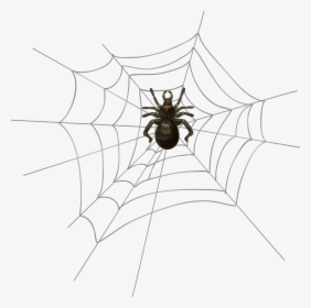 Spider Clipart Spider Webb, HD Png Download, Transparent PNG